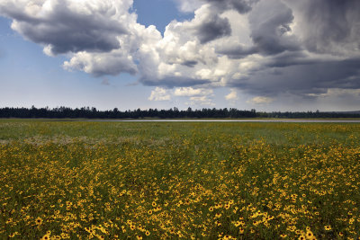 Flower Field 11.jpg