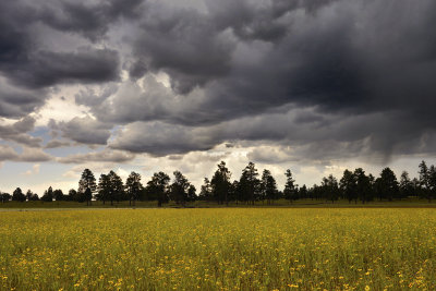 AZ - Flagstaff Flower Field 12