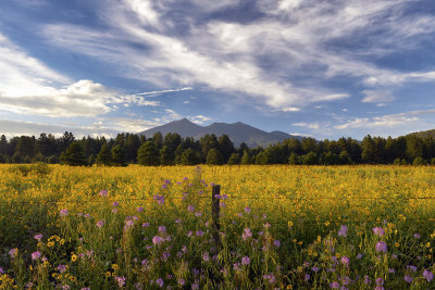 AZ - Flagstaff Flower Field 2