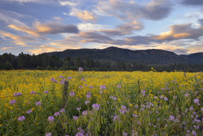 AZ - Flagstaff Flower Field 3