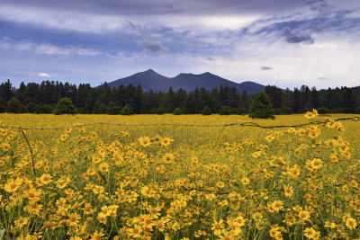 AZ - Flagstaff Flower Field 5