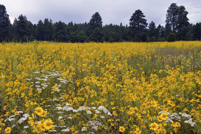 Flower Field 8.jpg