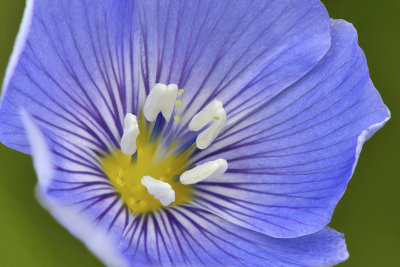 AZ - Flagstaff Morning Flower