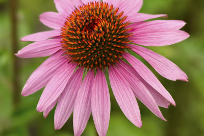 Purple Cone Flower.jpg