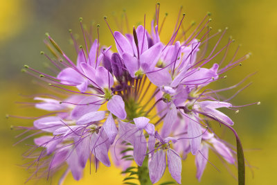 AZ - Flagstaff Rocky Mountain Bee Flower 2