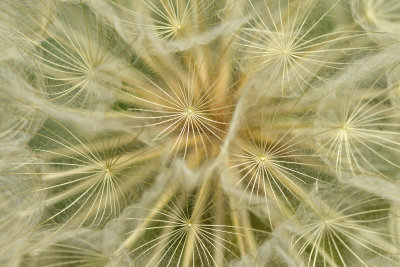 AZ - Lockett Meadow Seeds 2