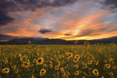 AZ - Flagstaff Sunflower Sunrise 1