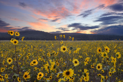 AZ - Flagstaff Sunflower Sunrise 3