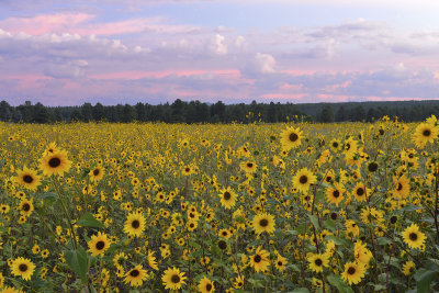 AZ - Flagstaff Sunflower Sunrise 4