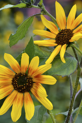 AZ - Flagstaff Sunflowers 6