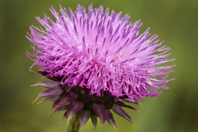 AZ - Flagstaff Thistle 4