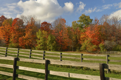 NY - Bennington Treescape 2