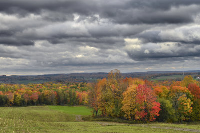 NY - Bennington Treescape 3