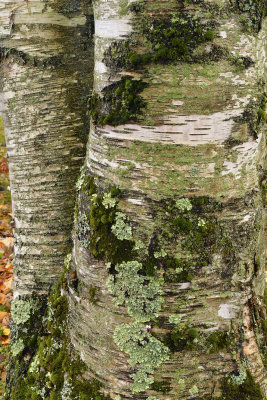 NY - Delta Lake - Tree 1