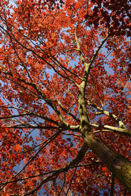 NY - Lockport Fall Treescape