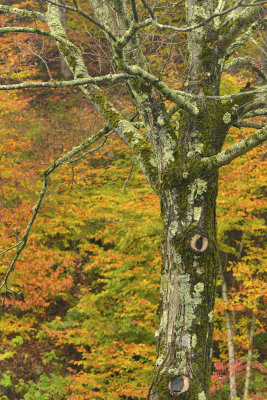 NY - Rome Treescape 1