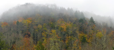 NY - Rome Treescape 2