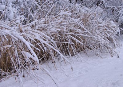 First Snow Fall in Upstate New York- November, 2014