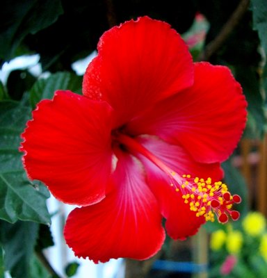 Red Hibiscus