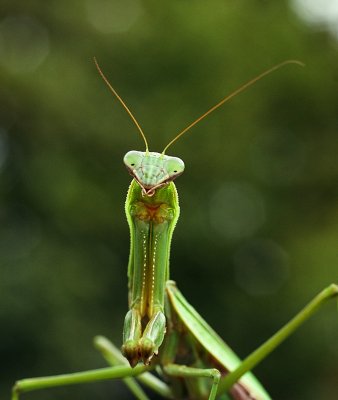 Praying Mantis