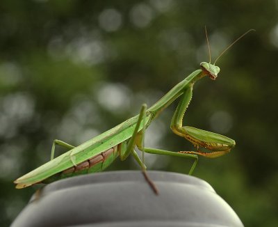 Praying Mantis 