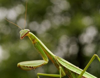 Praying Mantis 2015