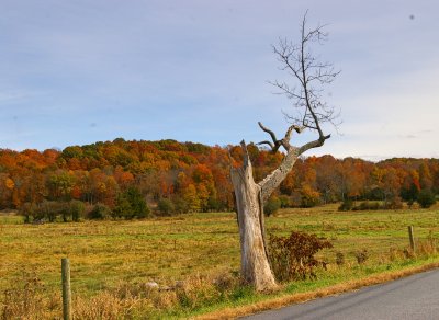 Tree Trunk Fall 2015