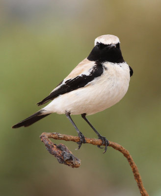 Desert Weathear / Oenanthe deserti