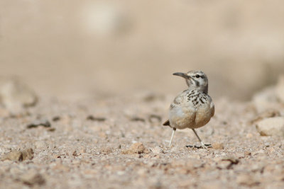 Hoopoe Lark / Alaemon alaudipes