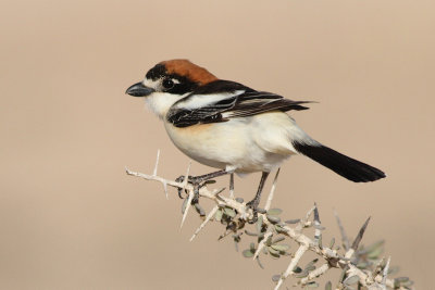 Woodchat Shrike / Lanius senator
