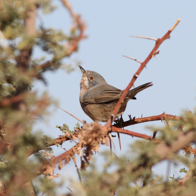 Subalpine Warbler / Sylvia cantillans cantillans