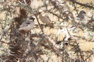 Desert Sparrow / Passer simplex