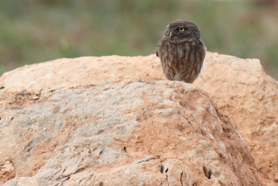 Lilith's Owl / Athene glaux glaux
