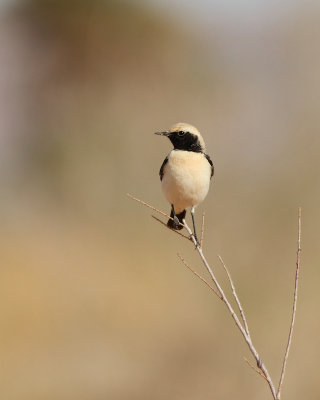 Desert Wheatear / Oenanthe deserti