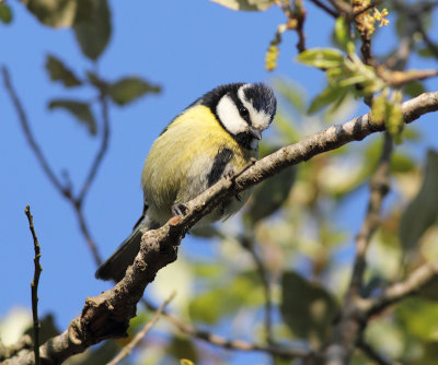 African Blue Tit / Cyanistes teneriffae ultramarinus	