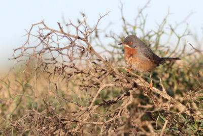 Subalpine Warbler / Sylvia cantillans cantillans