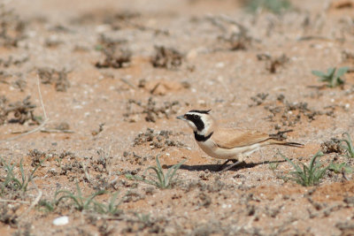 Temmick's Horned Lark / Eremophila bilopha