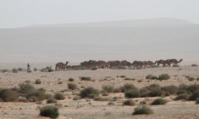 Camels near Asrir
