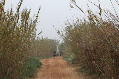 Oued Massa - donkeys and women