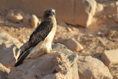 Booted Eagle / Aquila pennata