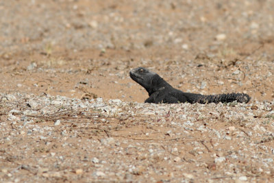 Uromastyx dispar