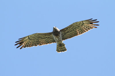 Slangenarend / Short-toed Eagle