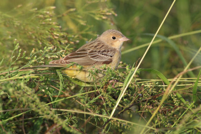 Zwartkopgors / Black-headed Bunting