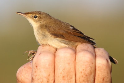 Struikrietzanger / Byth's Reed Warbler