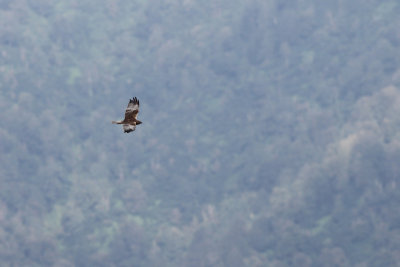 Bruine kiekendief / Marsh Harrier