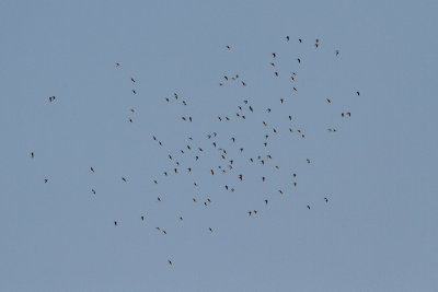 Steppevorkstaartplevier / Black-winged Pratincole