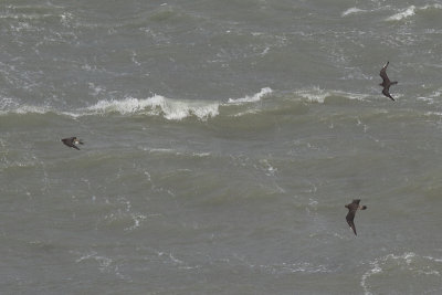 Middelste jager / Pomarine Skua