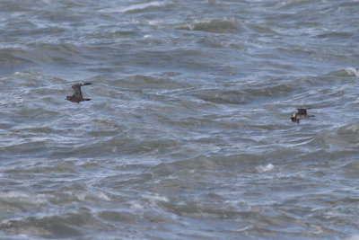 Middelste jager / Pomarine Skua