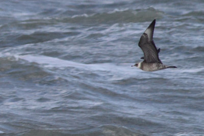 Middelste jager / Pomarine Skua