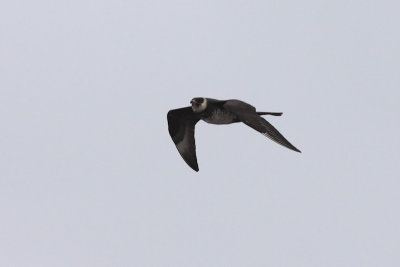 Middelste jager / Pomarine Skua